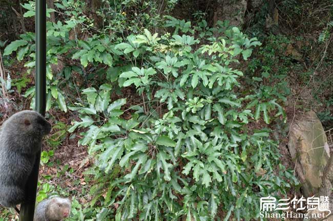 四川鴨腳木種植