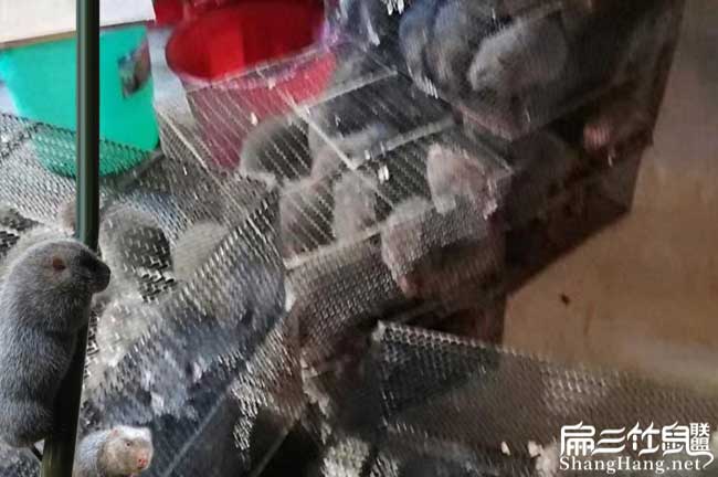 桂林商品竹鼠批發(fā)