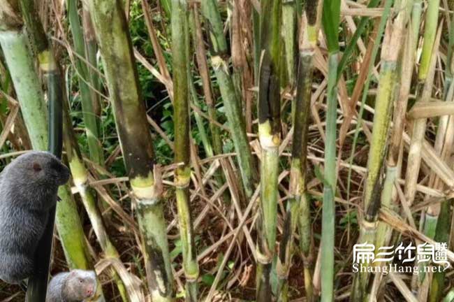 黃竹草種植技術(shù)