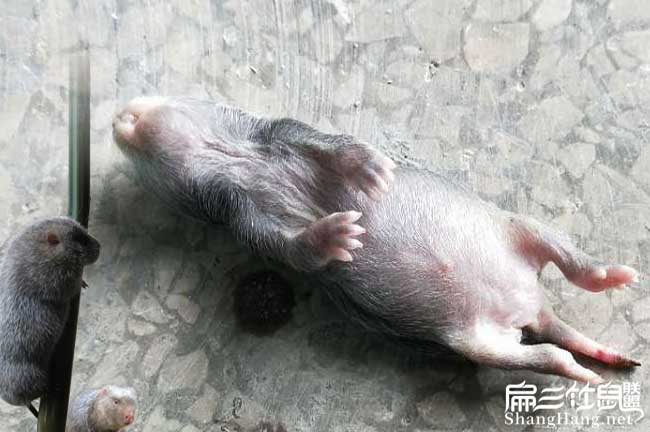 小竹鼠突然死了