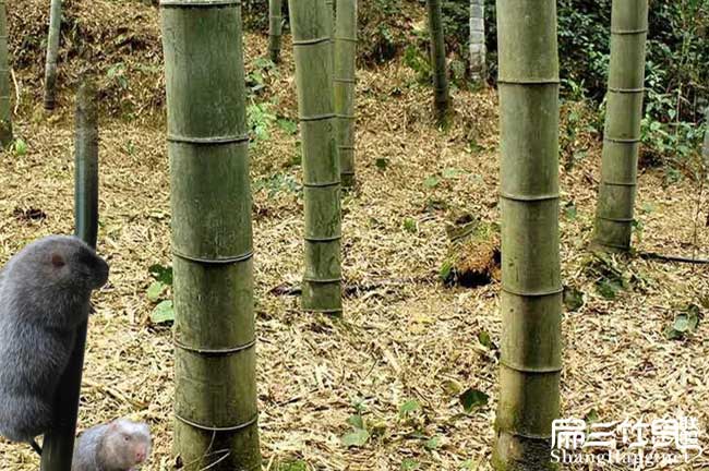 竹鼠主要食物