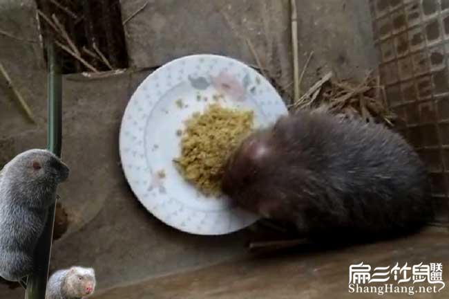 巡查竹鼠食物