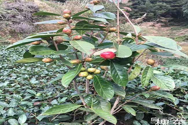 新余油茶基地