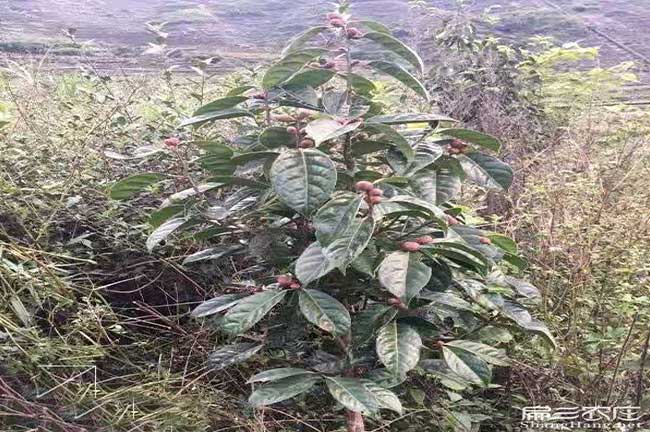 岳陽油茶基地