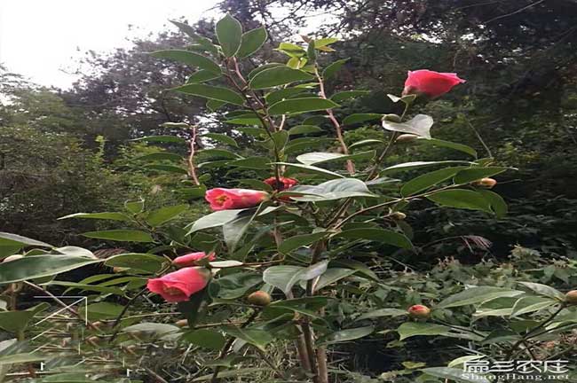 撫州紅花油茶苗