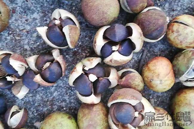 益陽(yáng)茶籽批發(fā)