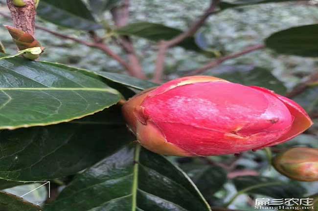 株洲紅花大果油茶杯苗