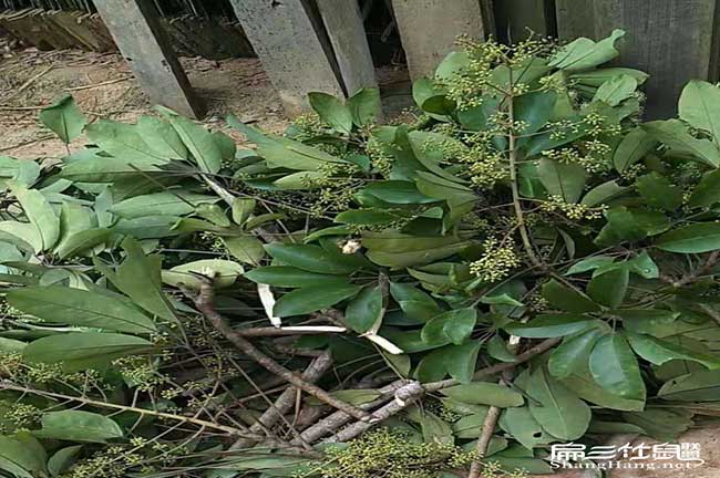 野生鴨腳木種植