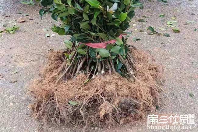 關注湘潭油茶苗種植基地和茶籽收購價格請進