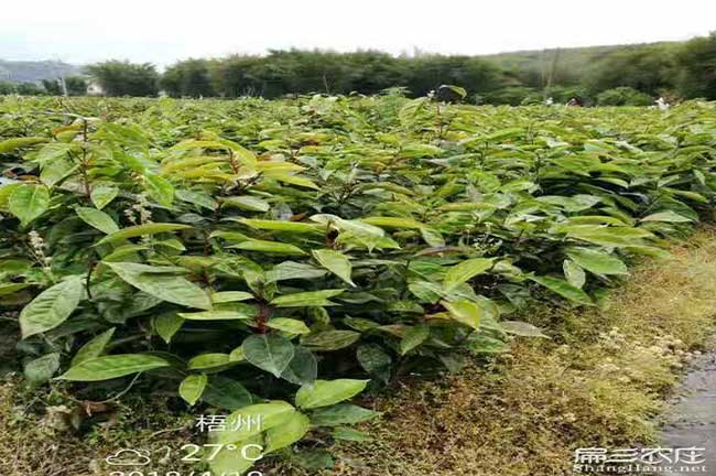 九江紅花油茶苗