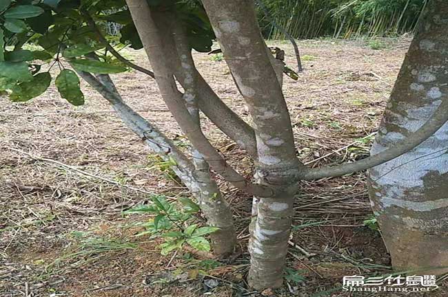 野生鴨腳種苗