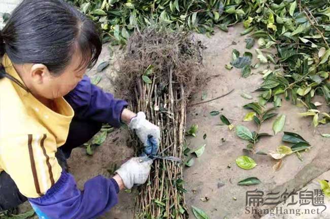 新余油茶苗