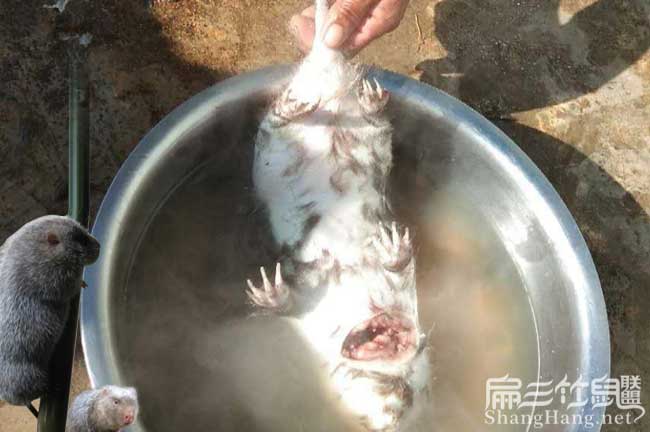 現(xiàn)殺竹鼠肉