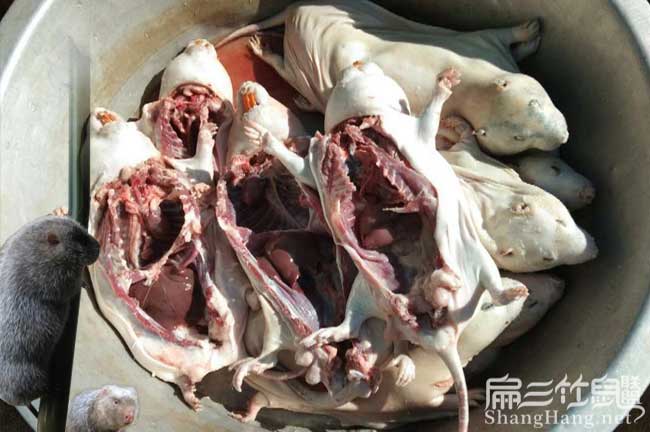 現(xiàn)殺竹鼠肉