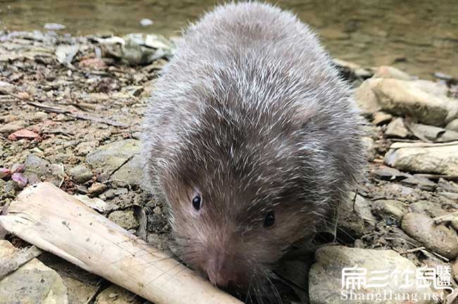 柳州竹鼠清場