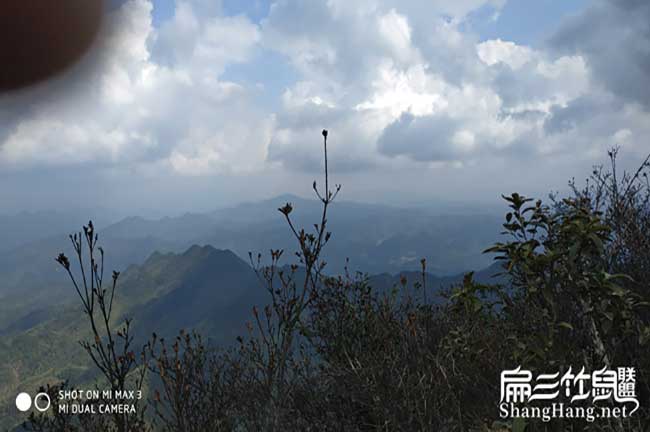 比利時(shí)、那龍花兔竹鼠種