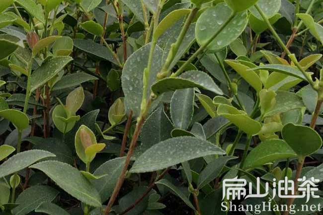 云南油茶種植