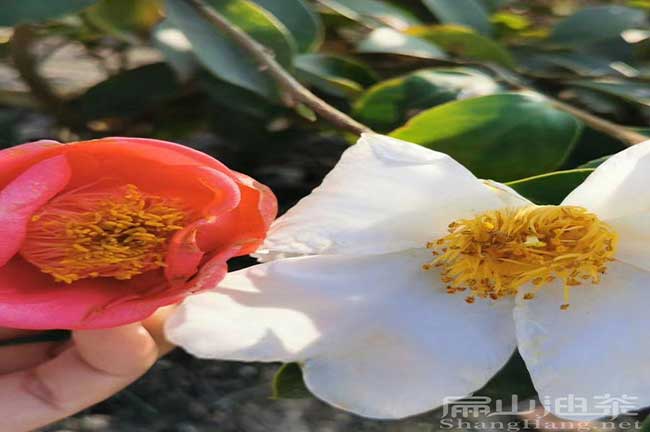 浙江紅花油茶苗