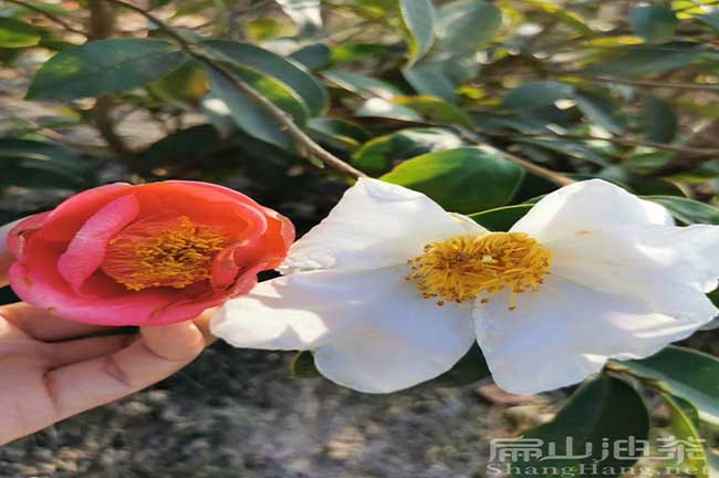 贛州紅花油茶