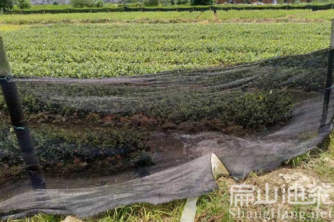 吉安油茶苗培育