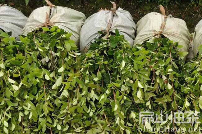 景德鎮(zhèn)嫁接油茶苗