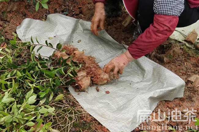 湘林油茶苗品種