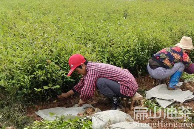 邵陽油茶合作社