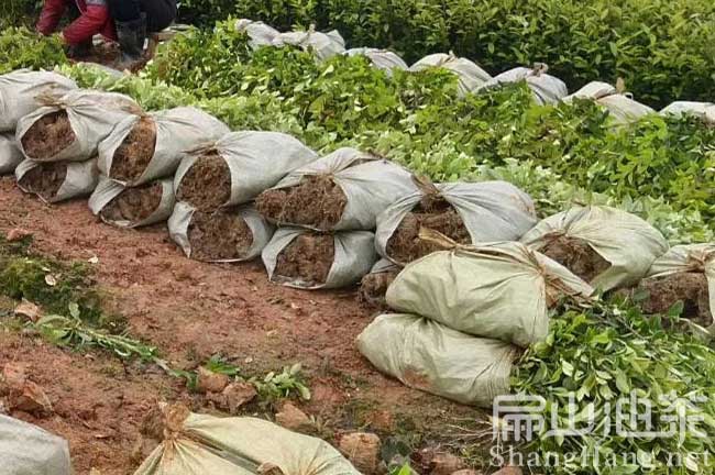 福建大油茶苗基地