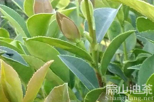 景德鎮(zhèn)嫁接油茶苗