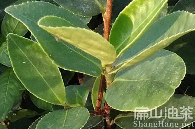 江西白花油茶苗