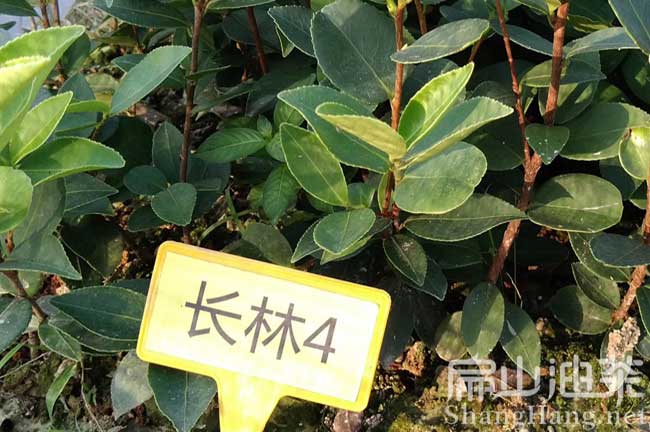 萍鄉(xiāng)長林油茶苗