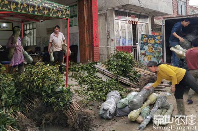 福州油茶基地