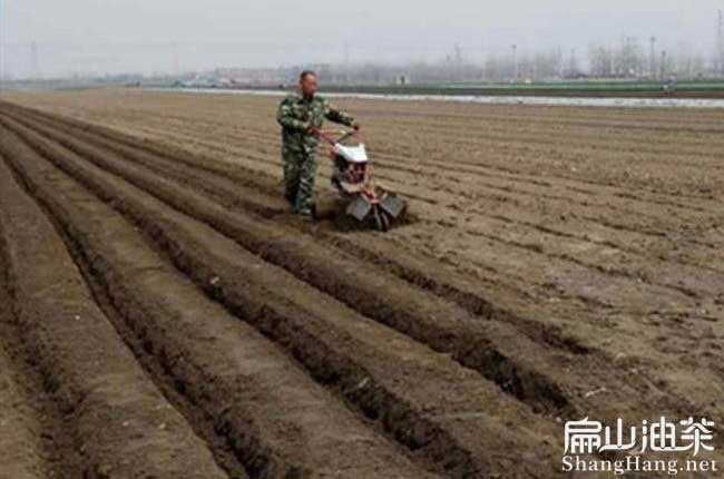 茶樹種植整地