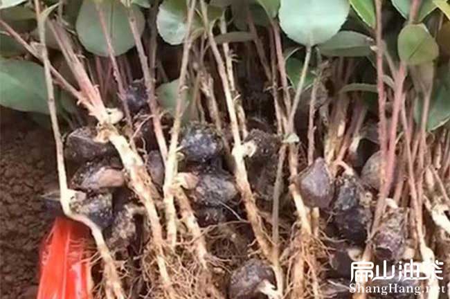 貴州種子油茶苗