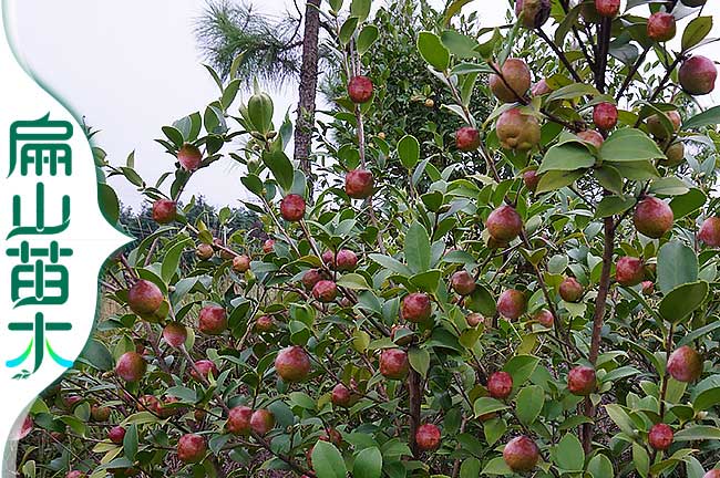 油茶種植技術(shù)