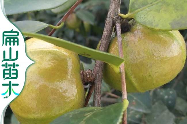 茶果種植