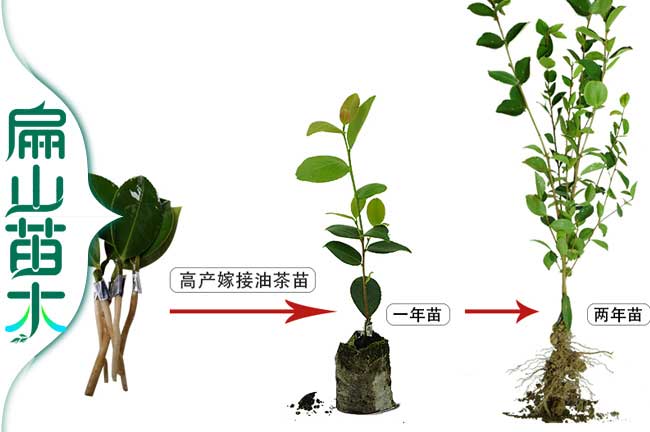 油茶種植