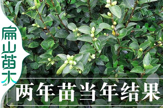 當(dāng)年掛果油茶苗