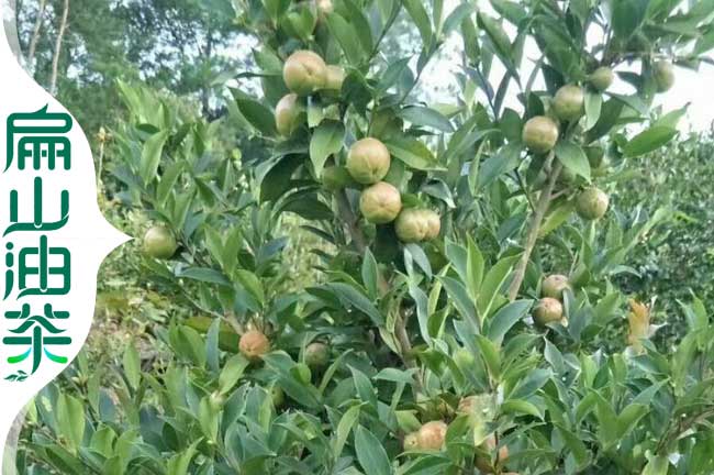 茶樹種植技術(shù)