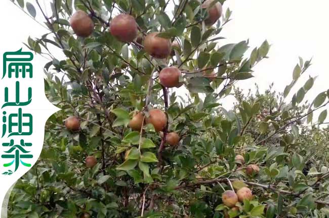 中小果油茶樹