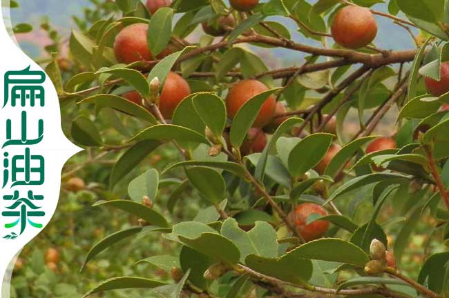 油茶種植技術(shù)