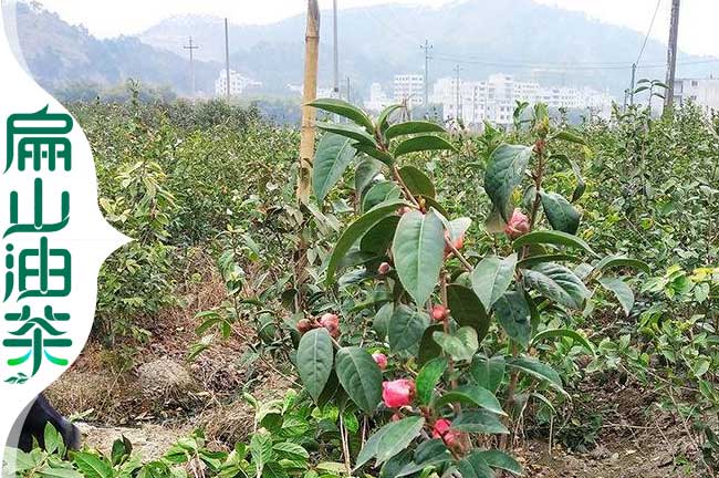 岑溪大果油茶苗