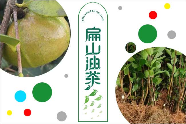 中果油茶