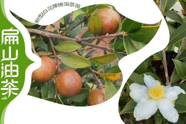 廣西軟枝1號油茶苗