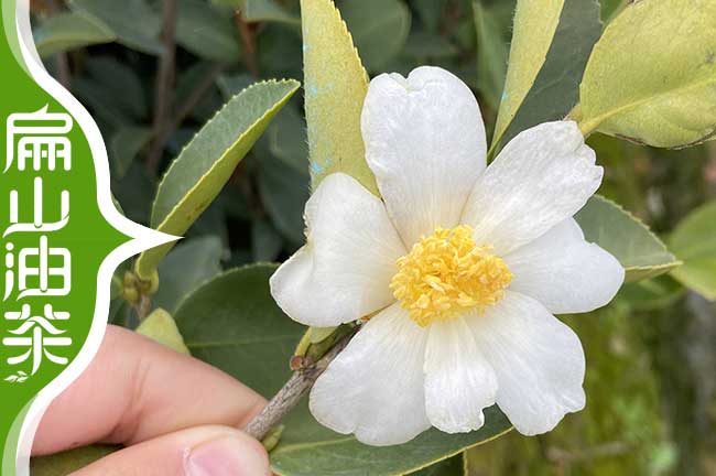 白花油茶苗