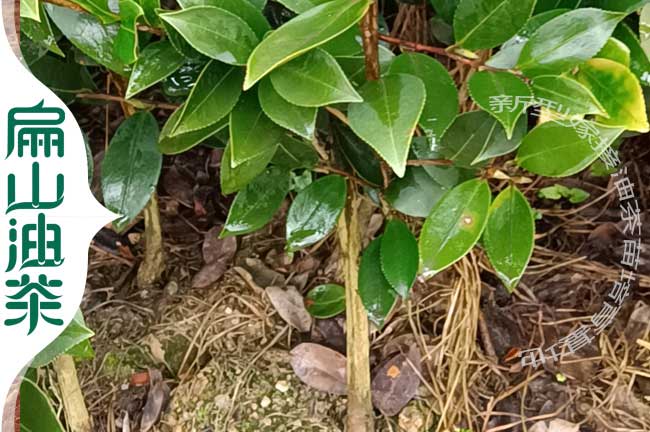 油茶小杯苗