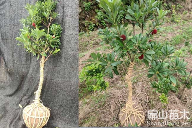 沐川縣水晶楊梅苗