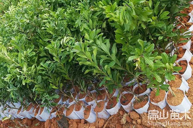 明年掛果楊梅苗批發(fā) 綿陽大黑炭水晶東魁5年杯苗-扁山楊梅