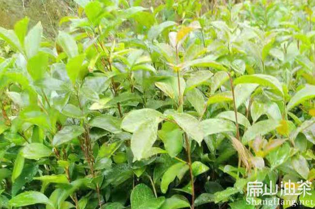 馬鞍山油茶種植基地?安徽馬鞍山茶樹苗批發(fā)