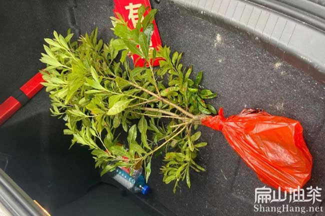 渝中大黑炭楊梅苗